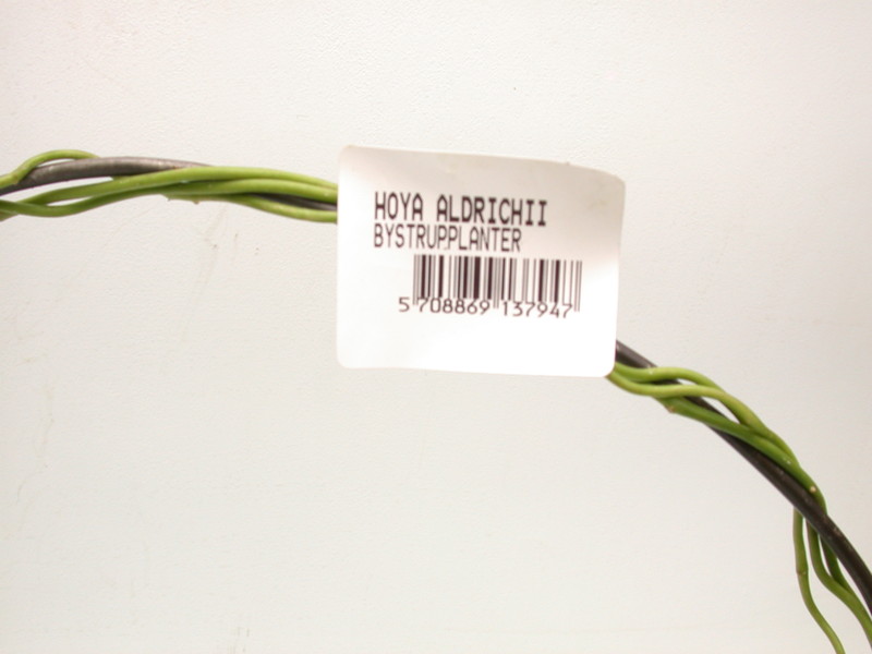 hoya aldrichii 3940