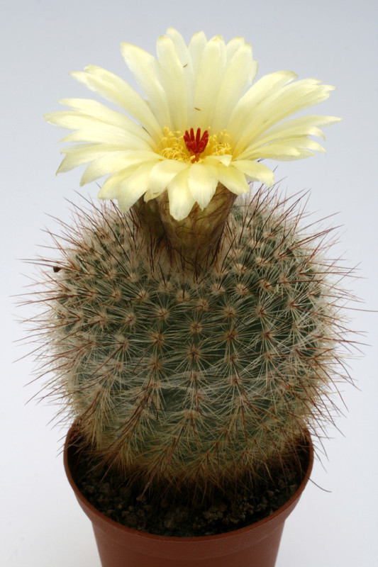 notocactus brederooianus 9655