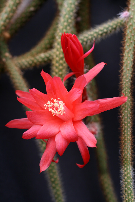 aporocactus heideroeschen 0196