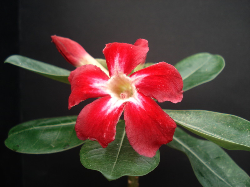 adenium us star 01