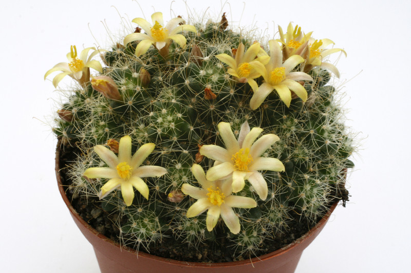 mammillaria surculosa 9750