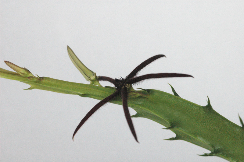caralluma aff arachnoidea 04
