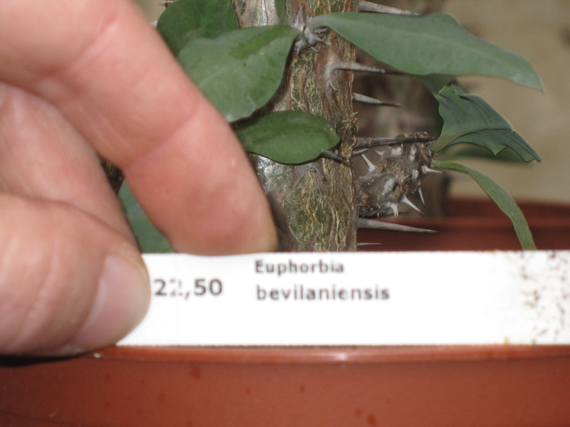 euphorbia bevilaniensis 3918