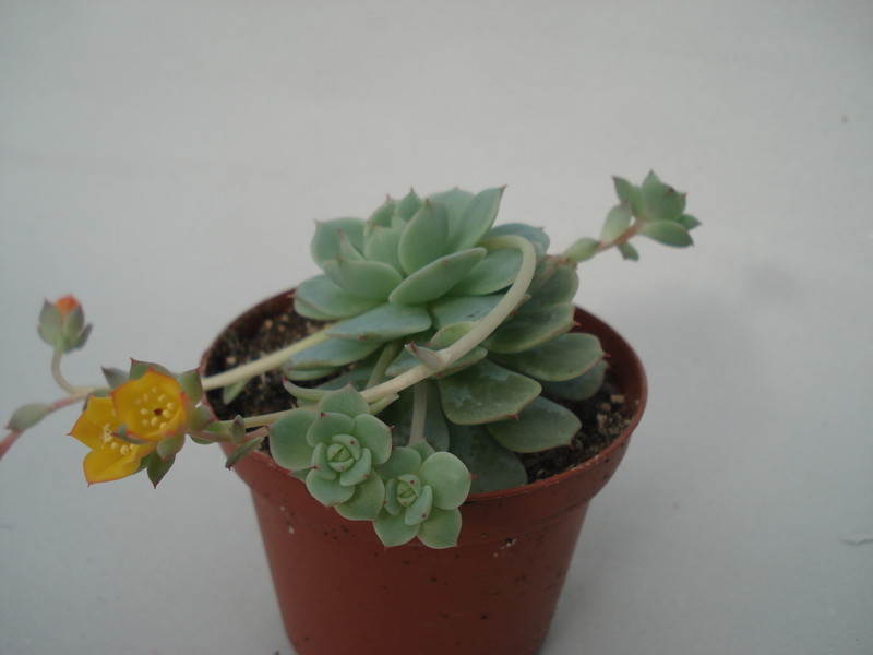 echeveria derenbergii 8308