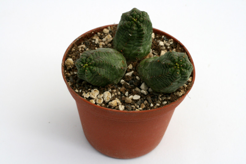 euphorbia pseudoglobosa 9542