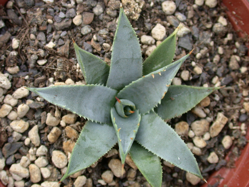 agave utahensis nevadensis 02