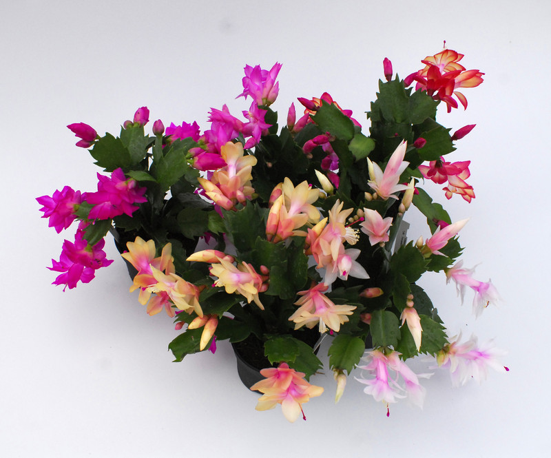 schlumbergera sorten 10005