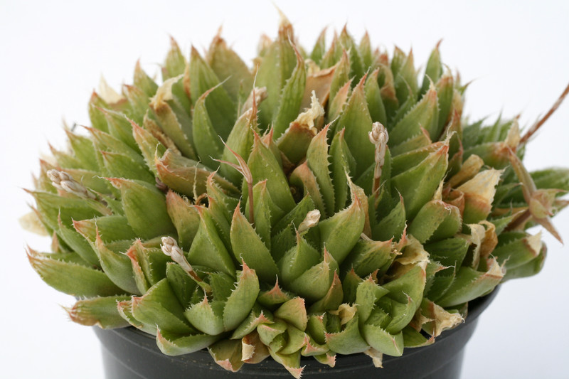 haworthia ryderiana 7251