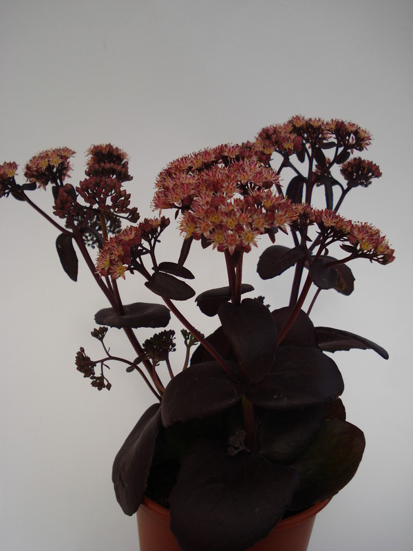 sedum purple emperor 678