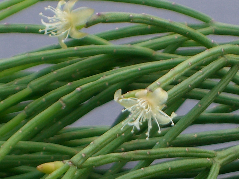 rhipsalis teres forma 1234