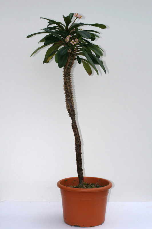 euphorbia lophogona 3501