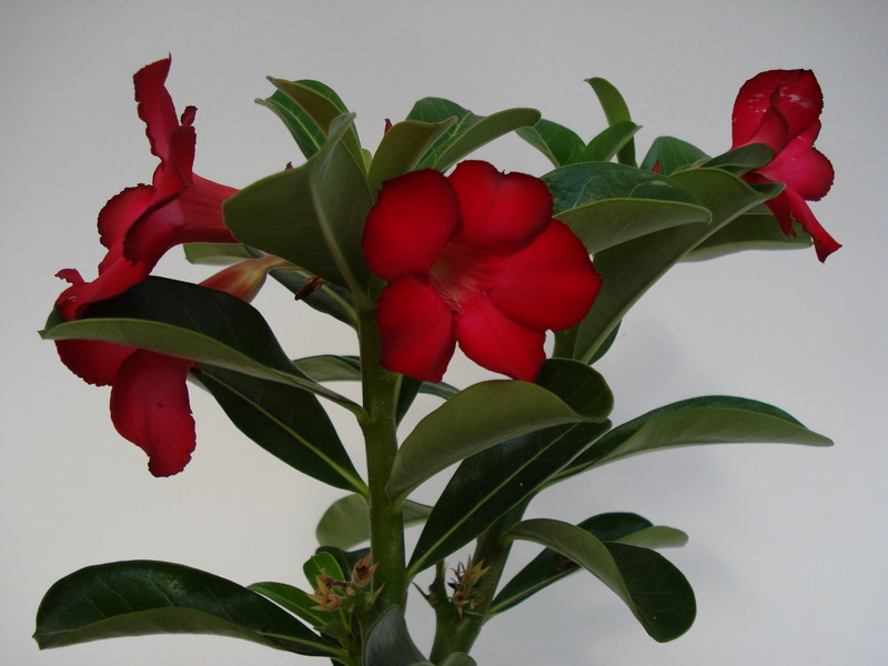 adenium obesum sunshine 671