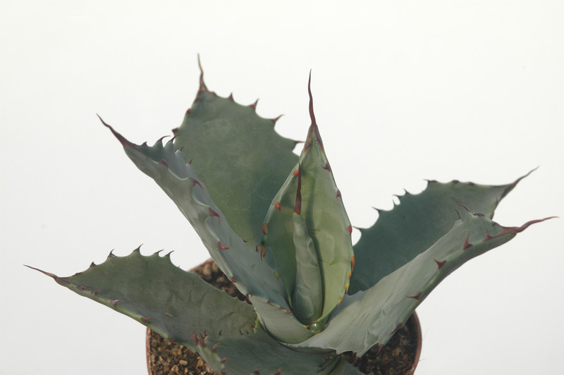 agave shrevei magna 8608