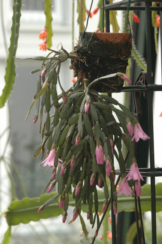 hatiora rosea frohning 9598 rbi 433 9390