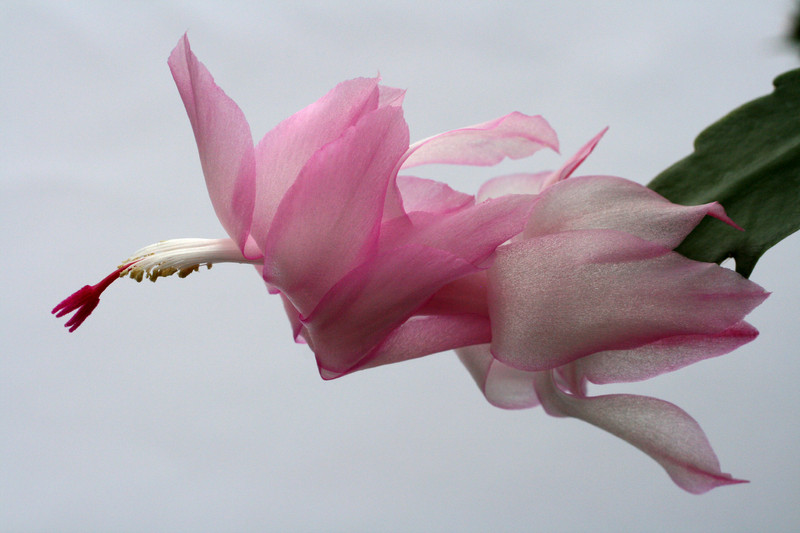 schlumbergera pastel 6389