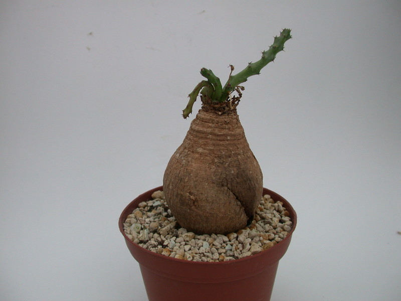 euphorbia decidua 1353