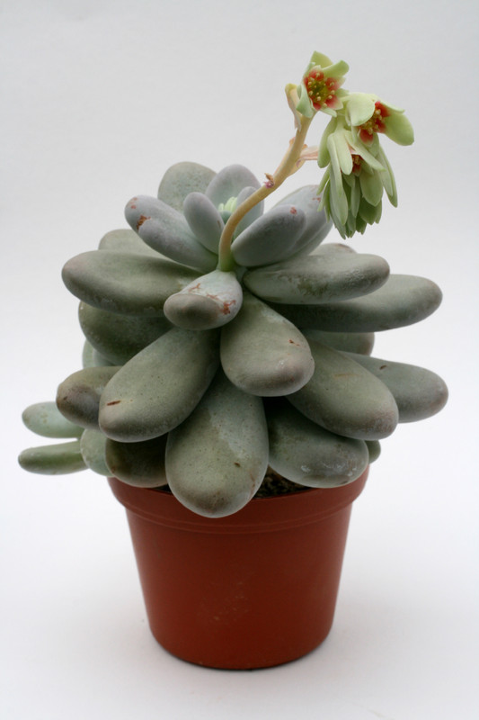 pachyphytum oviferum 6127