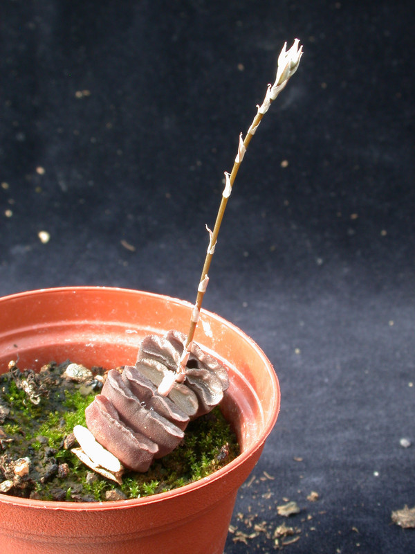 haworthia truncata 01
