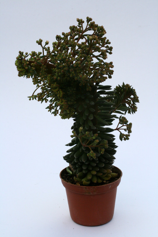 sinocrassula yunnanensis 0642