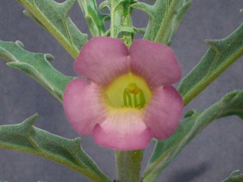 pterodiscus luridus 0152