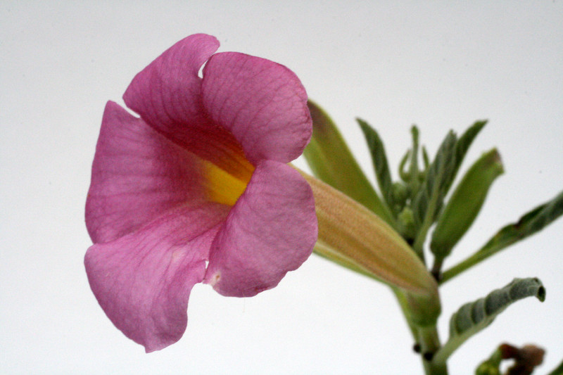 pterodiscus elliottii 0027