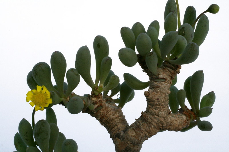 othonna clavifolia 4682