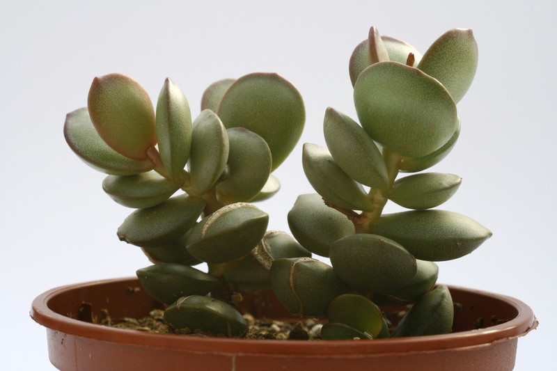 adromischus subdistichus 7991