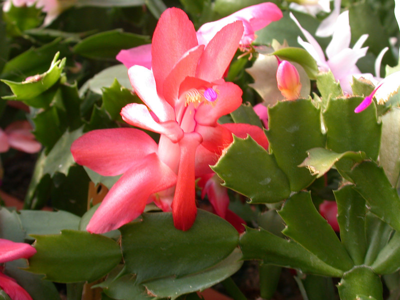 schlumbergera stephanie 04