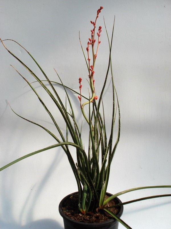 hesperaloe parviflora blühfähig