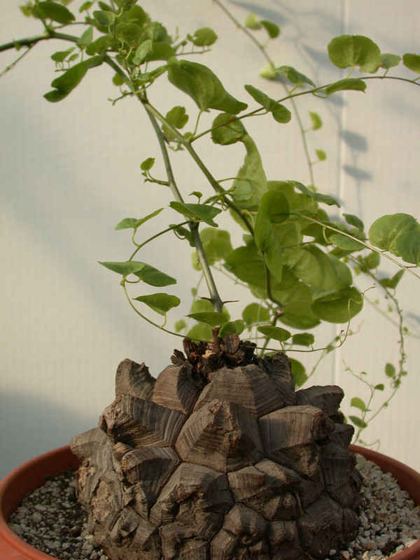 dioscorea elephantipes 06