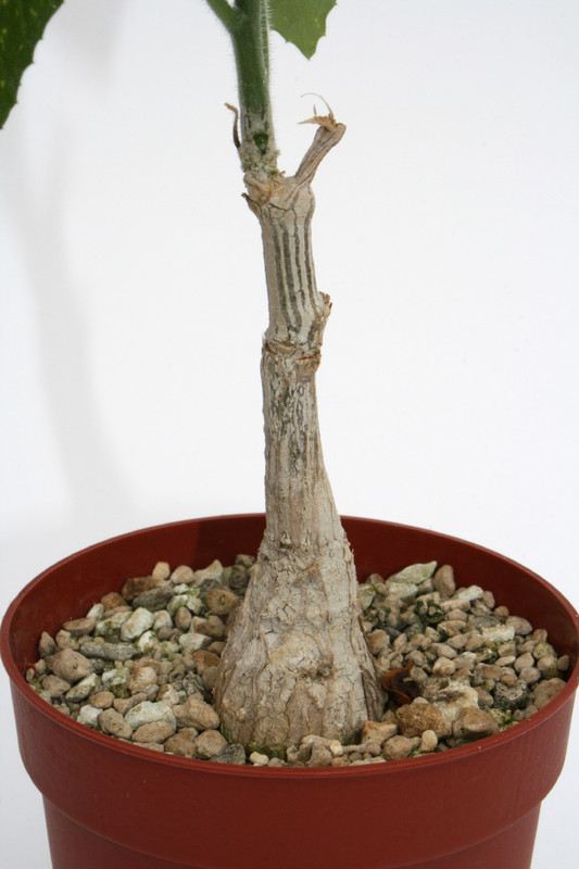 corallocarpus boehmii 4032