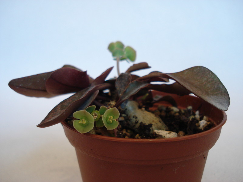 euphorbia francoisii 67