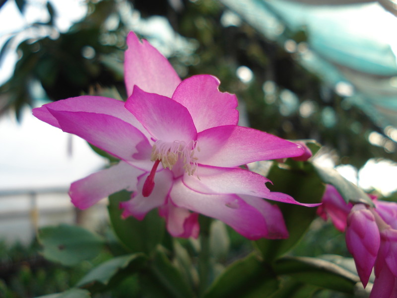 schlumbergera camilla 4874