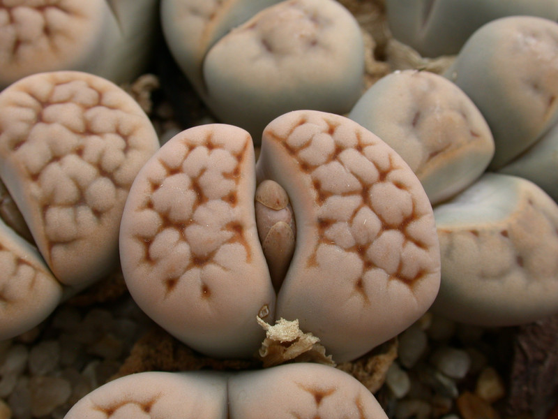 lithops karasmontana c223 04