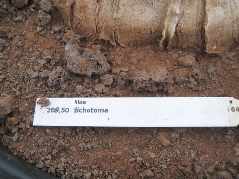 aloe dichotoma 7830