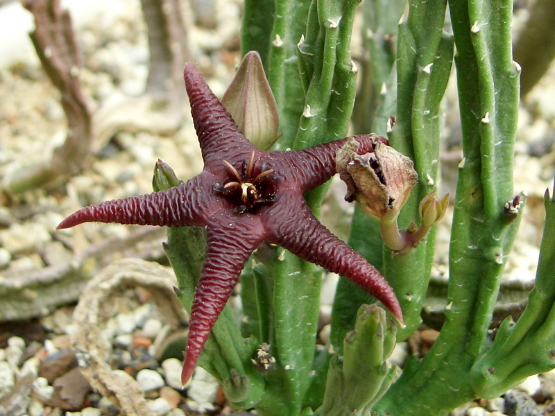 stapelia baylissii somerset east 0078