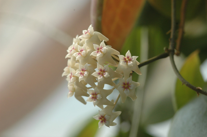 hoya nichosonii 0241 05