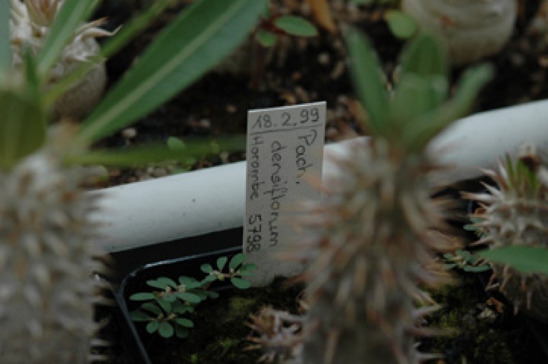 pachypodium densiflorum horombe 03