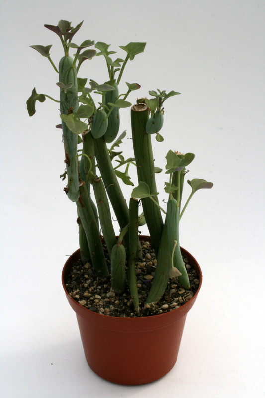 senecio articulatus 7557