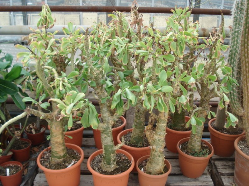 tylecodon paniculatum 05