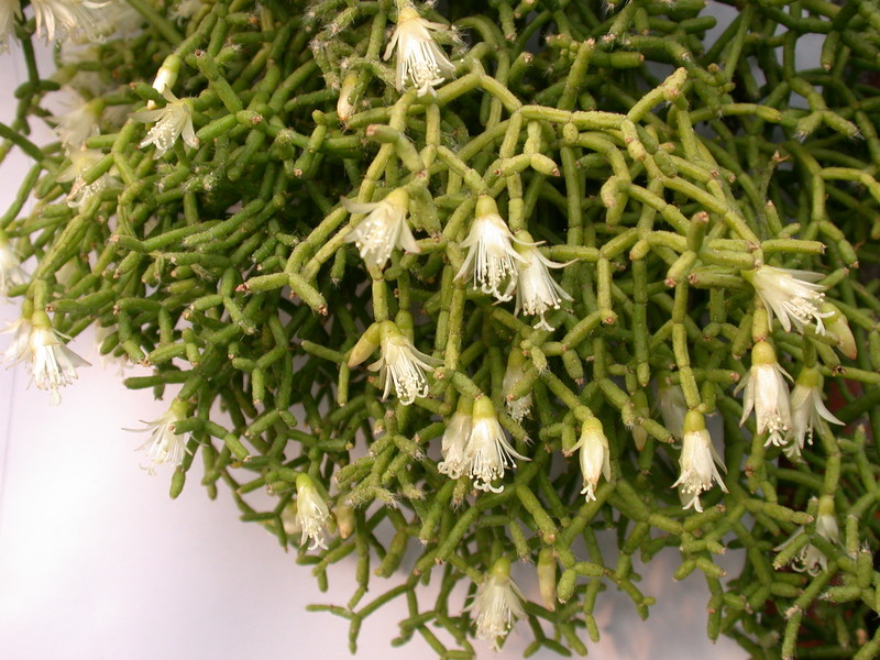 rhipsalis ceruscula 2079