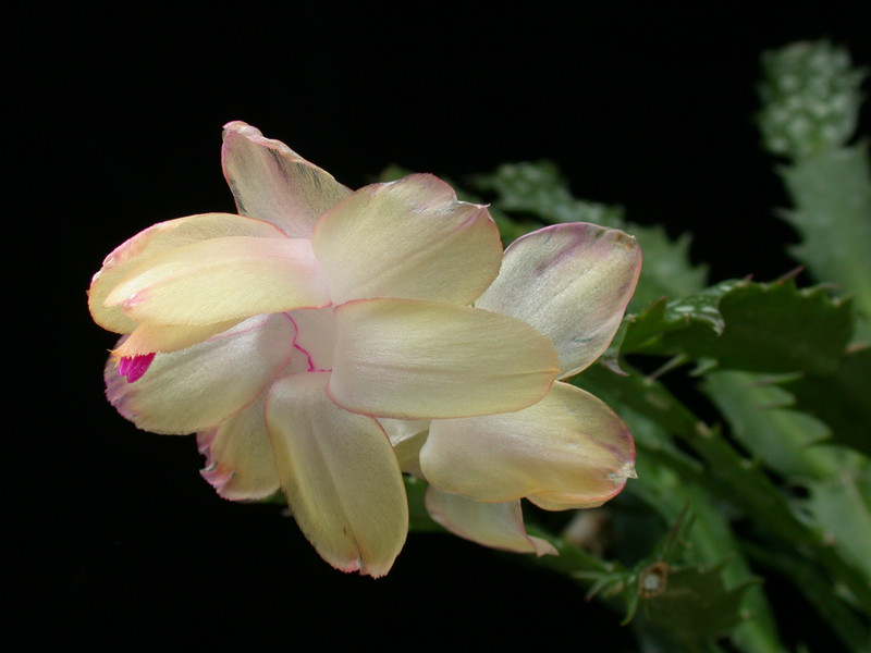 schlumbergera gold charme 07