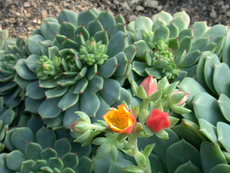 echeveria derenbergi03
