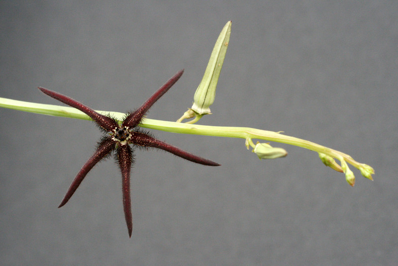 caralluma aff arachnoidea 3937