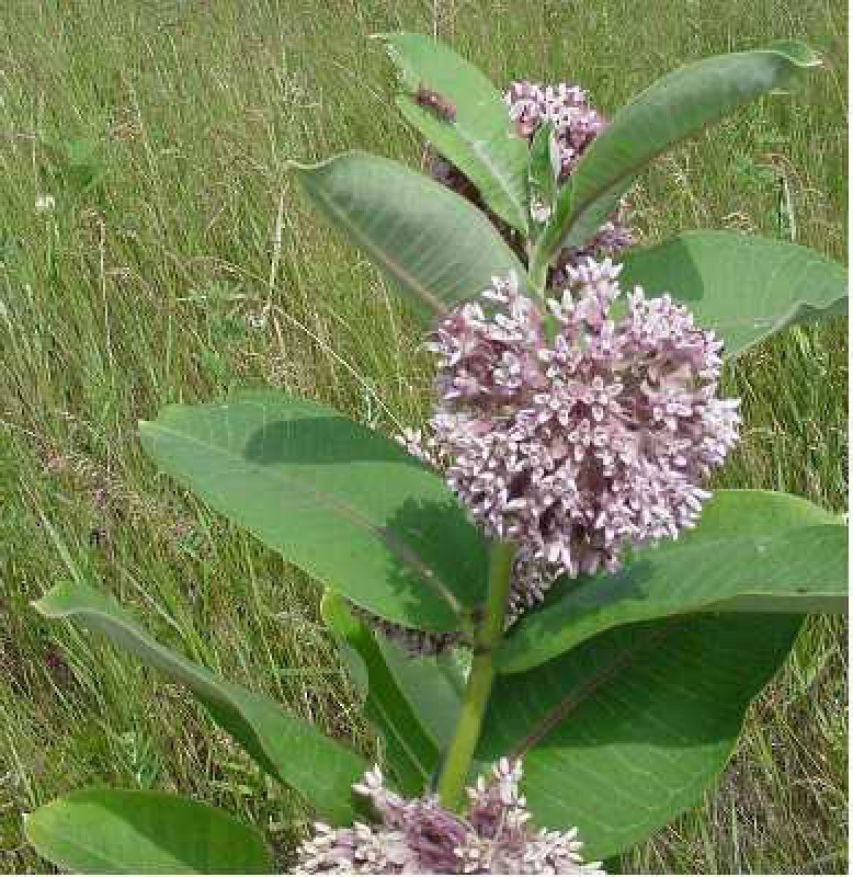 asclepias syriaca 04