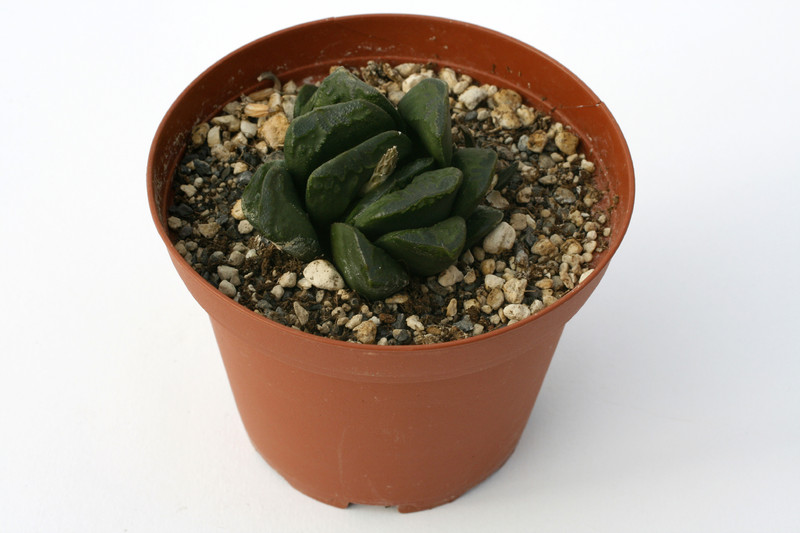 haworthia cv frosty tips 7277