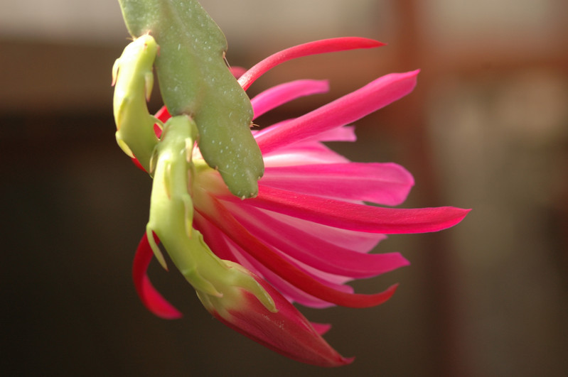 eh exotica 6428 07