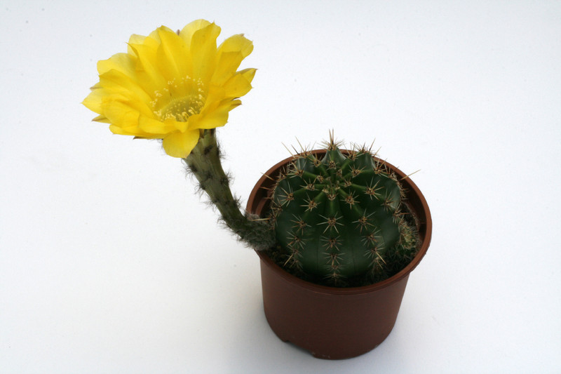 echinopsis hybr fidelia 0069