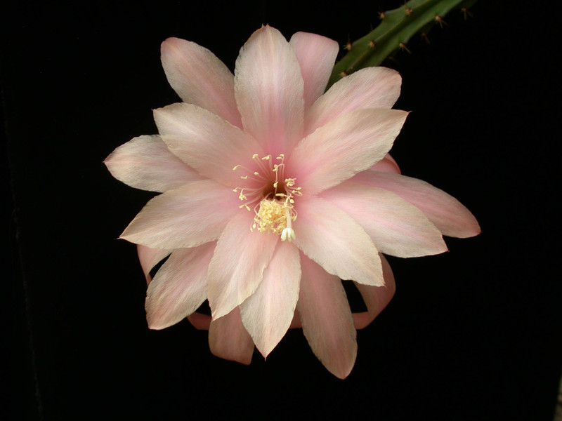 aporocactus moonlight 06