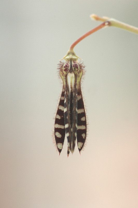 caralluma sp aff arachnoidea specks20672 01